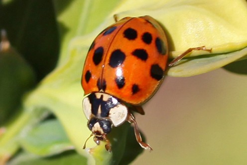 Good Vs. Bad Ladybugs In Your Garden And How To Tell The Difference ...