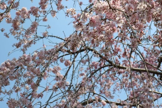 Pale pink sakura at Nabana No Sato in Nagoya, Japan