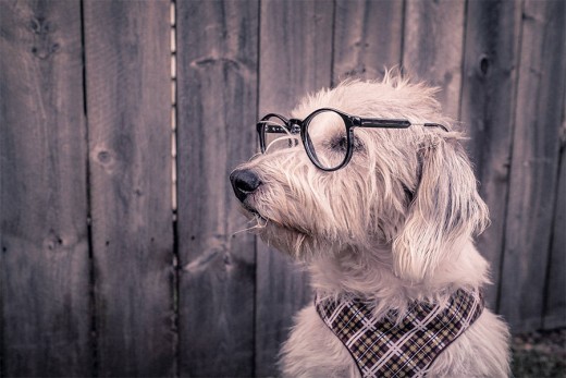 Business Like (Found under animals)