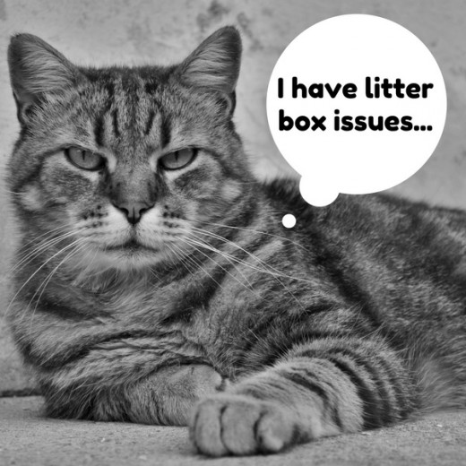 cat not using litter box