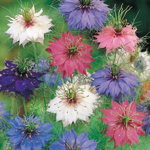 Most of the time, 'Love-in-a-Mist' flowers are blue, but sometimes they can be found in pink, white or purple.