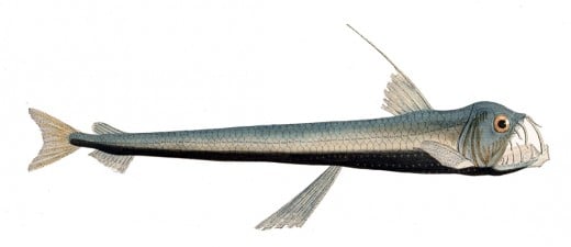 Sloane's Viperfish