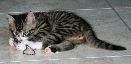 Cats sleep upwards of 12 hours per day, and usually not all in one bloc. Fortunately, we do not need that much sleep. We can also get away with not doing it all at once, provided we end up with enough.