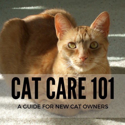 Cat Care 101 - a Guide for New Cat Owners Cat Care 101 - a Guide for New Cat Owners