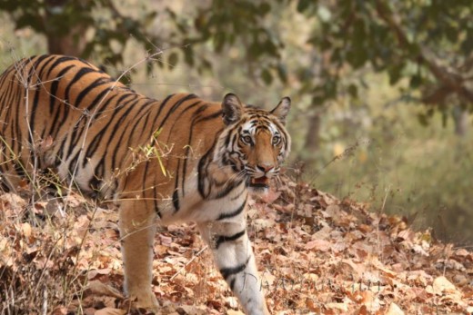 Bengal Tiger in India