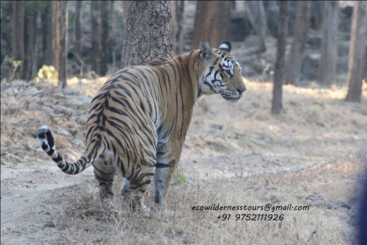 Tigress at Pench