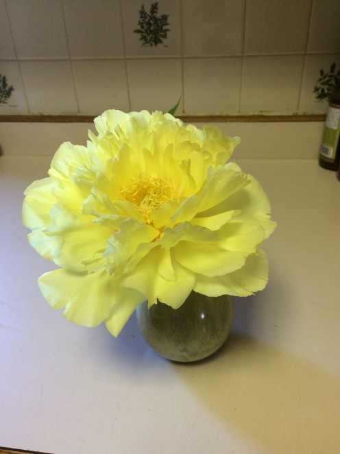 Yellow Peony brightens the day. They may be just done or in full bloom during the first weeks of July.
