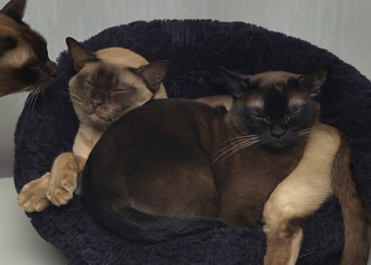 Burmese kitties sharing a comfy cat bed