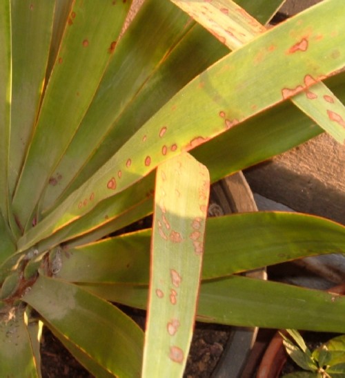 Showing blotches on leaves of Dragon Tree watered with tap water