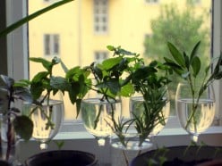 Plant Propagation with Softwood Cuttings
