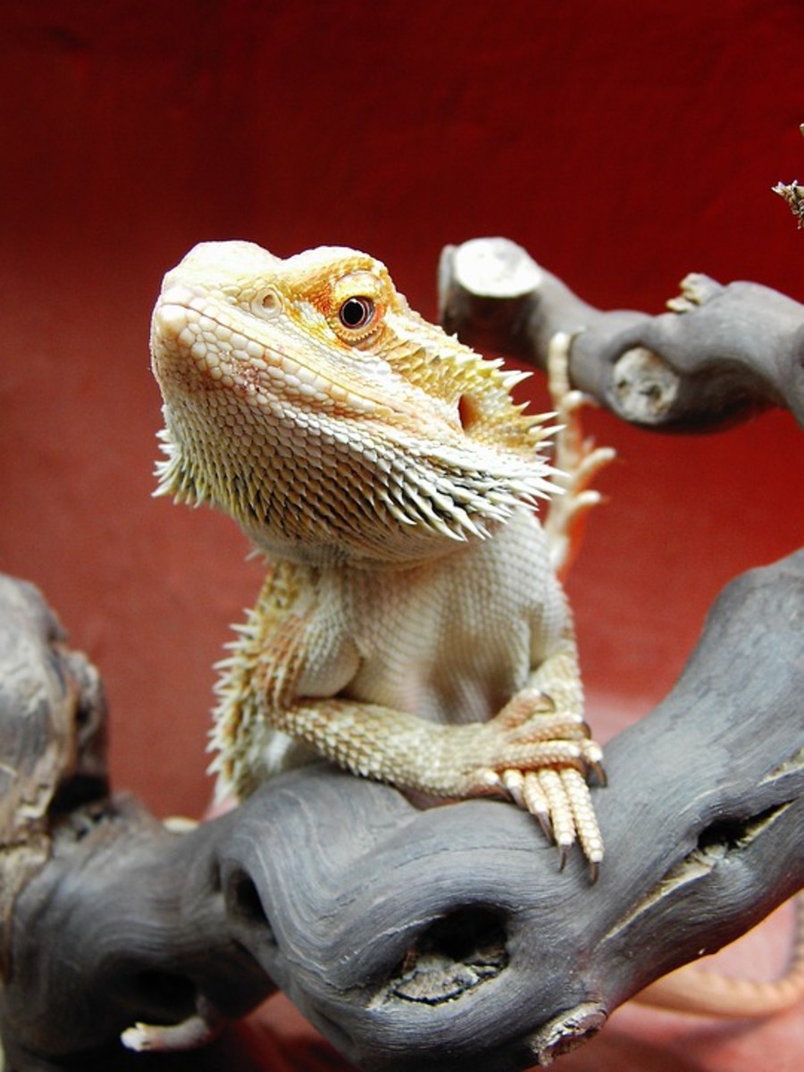 Citrus Bearded Dragons Hubpages