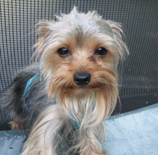 The little man; looking like Foo Man Choo with his long beard!