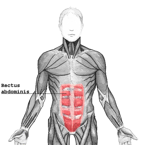 Rectus Abdominis | Four Major Core Muscle Groups