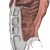 The obliquus externus abdominis | Four Major Core Muscle Groups