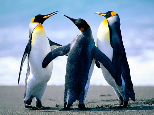 You'll soon be the most popular penguin online.