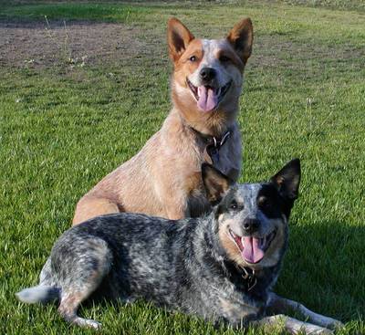 cattle dog.