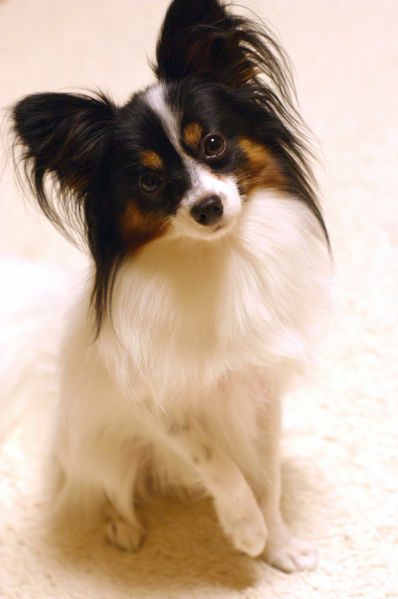 Papillon 