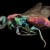 Rubytail bee, vivid color and beautiful. Rubytail bee, vivid color and beautiful.