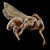 White-spotted Red Cuckoo Bee, invades another bees nest and lays its egg in the wall. When young is born it assassinates other larvae and eggs. White-spotted Red Cuckoo Bee, invades another bees nest and lays its egg in the wall. When young is born it assassinates other larvae and eggs.