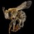 South American Stingless Bee South American Stingless Bee