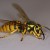 Yellow Jacket Wasp Yellow Jacket Wasp