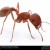 Harvester Ant Harvester Ant