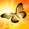 SunButterfly profile image