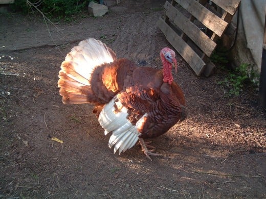 Bourbon Red Turkey