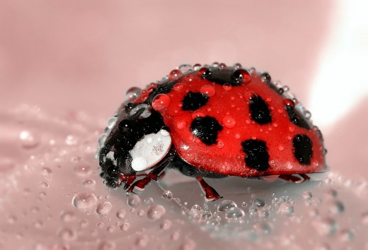 Nature's aphid hunter, the lady bug is actually a beetle