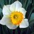 Another lovely daffodil Another lovely daffodil