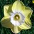 A daffodil with a white corona and a yellow perianth; the colour of the perianth has "bled" onto the corolla A daffodil with a white corona and a yellow perianth; the colour of the perianth has "bled" onto the corolla