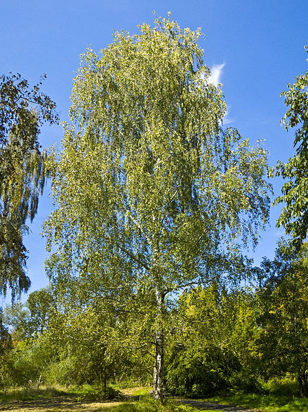 Silver birch, Betula pendula, one of the many sources of birch resin.