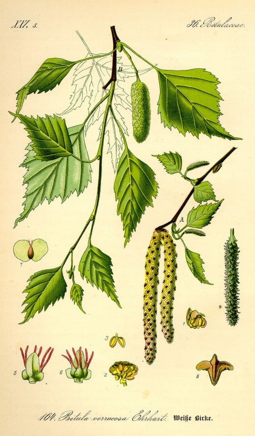 Siver birch, Betula pendula.