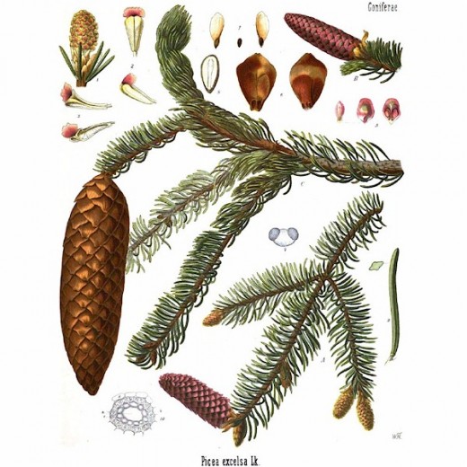 Spruce, Picea spp., the first source of modern chewing gums.