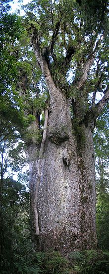 Kauri tree, Agathis australis.