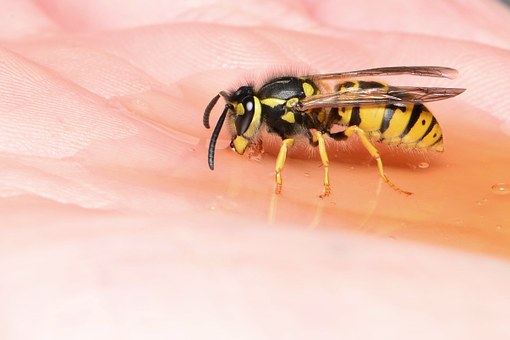 Yellow jacket not as large as the paper wasp