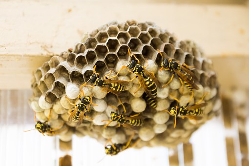 Paper wasp nest