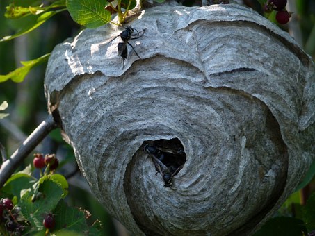 Bald faced hornet nest