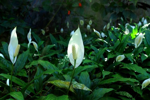 Peace lilies grow well indoors and outdoors.