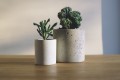 8 Cheap Indoor Plants That Are Easy and Low Maintenance