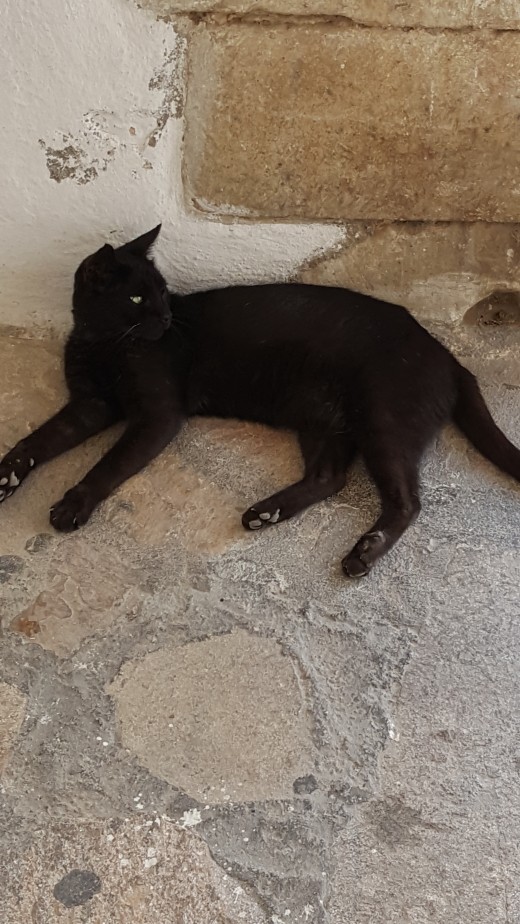 Castle Cat