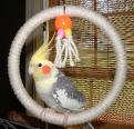  NOTE: they love these rope rings(above)