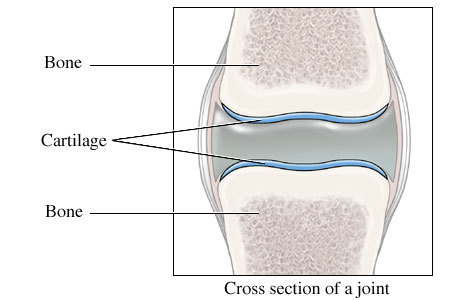 See how nice and smooth healthy cartilage is.