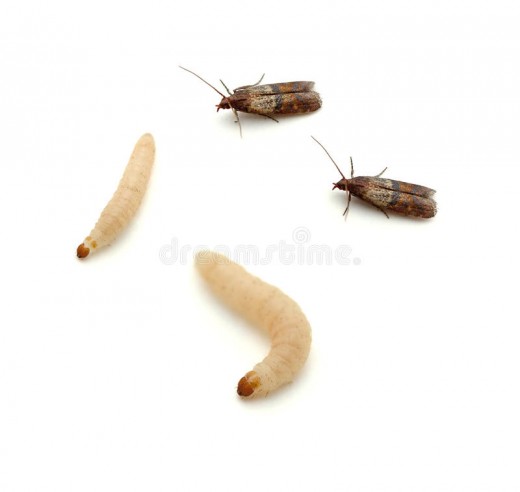 Adult Indian meal moths and larvae 