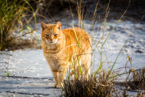 orange alley cat