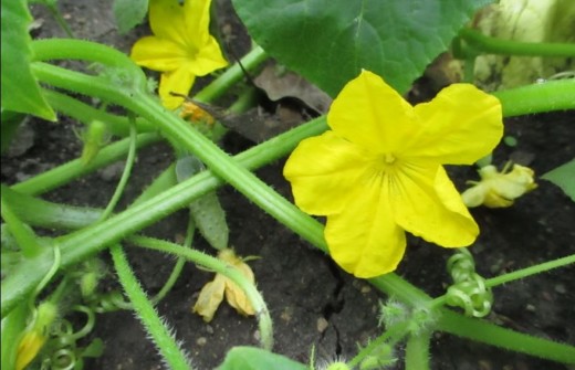 The Blossom and a New Cucumber