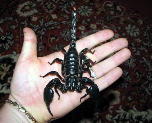 Notice the similarities between this scorpion and the lobster above.  Yup, must be related!