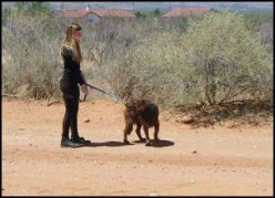 How to Prepare Your Dog for a Training Session