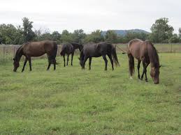 Morgan Horses in the pasture