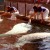 Beluga whales performing Beluga whales performing